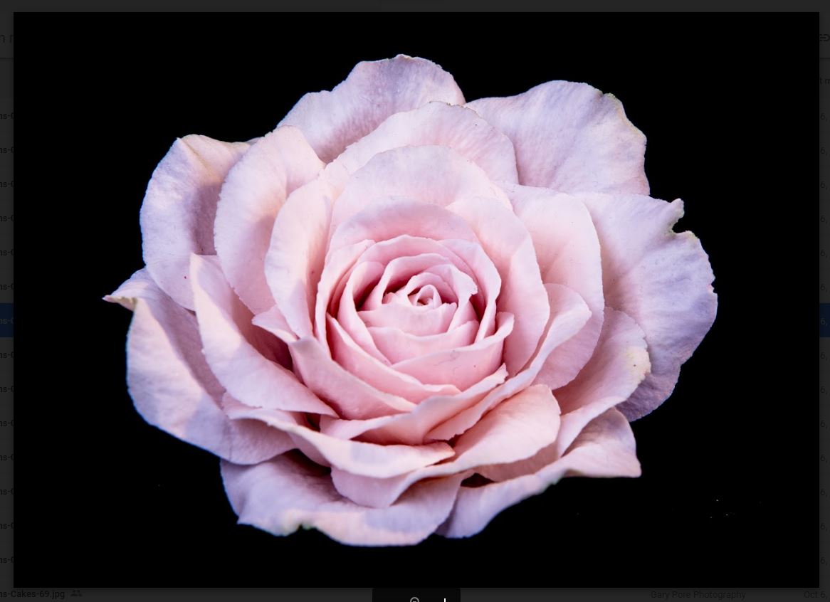 pink gumpaste lifelike rose